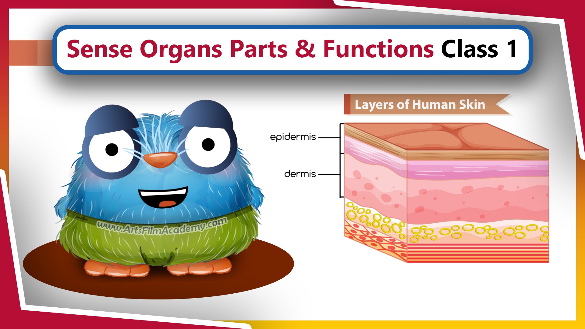 sense-organs-important-parts-and-their-functions-for-class-grade-1